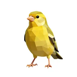 Common canary