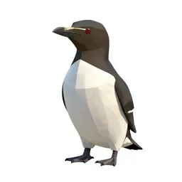 Common murre
