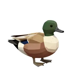 Common scoter