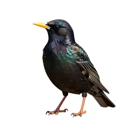 Common starling