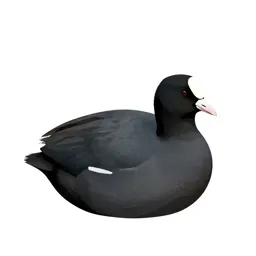 Coot