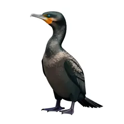 Cormorant
