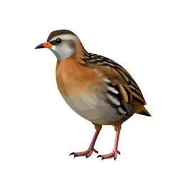 Corncrake