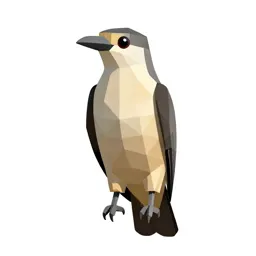 Coucal