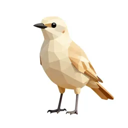 Cream-colored courser