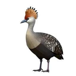 Crested screamer
