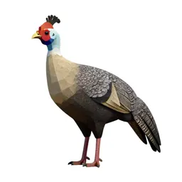 Curassow