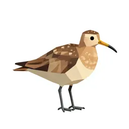 Curlew sandpiper
