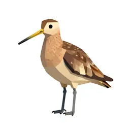 Curlew