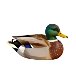 Dabbling duck