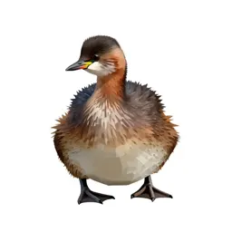 Dabchick