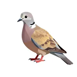 Dove