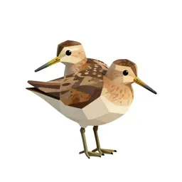 Dowitcher
