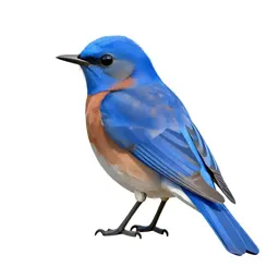 Fairy bluebird