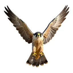 Falcon