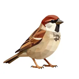 Field sparrow