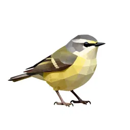 Flycatching warbler