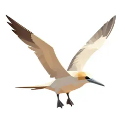 Frigate bird