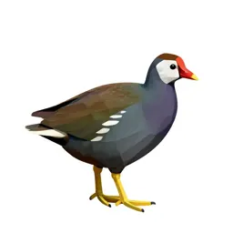 Gallinule