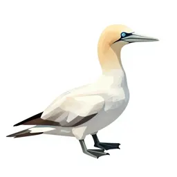 Gannet