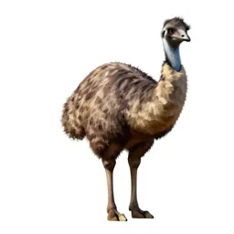 Giant moa