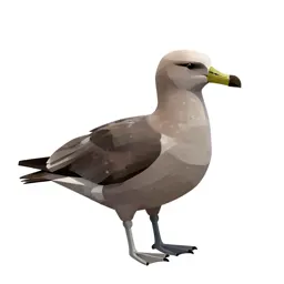 Giant petrel