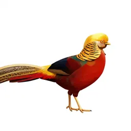 Golden pheasant