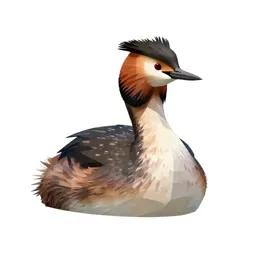 Great crested grebe