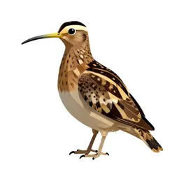 Great snipe