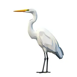 Great white heron