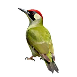 Green woodpecker