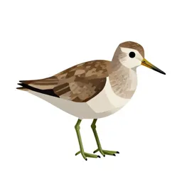 Greenshank
