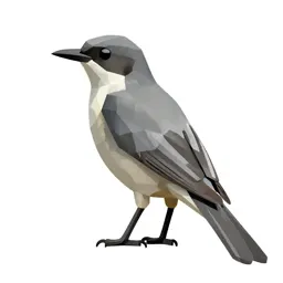 Grey kingbird