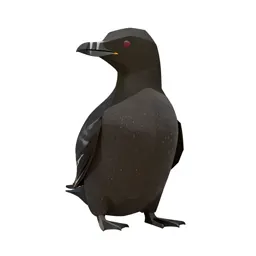 Guillemot