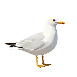 Gull