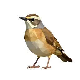 Hermit thrush