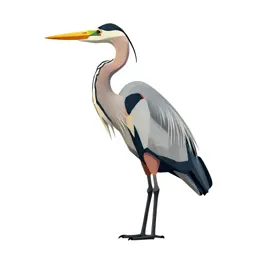 Heron