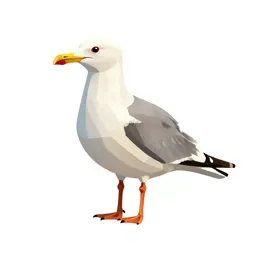 Herring gull