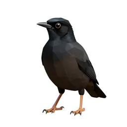 Hill myna