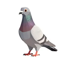 Homing pigeon