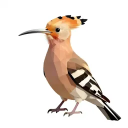 Hoopoe