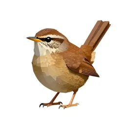 House wren