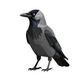 Jackdaw