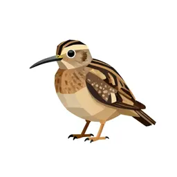 Jacksnipe