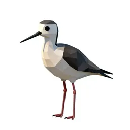 Kaki