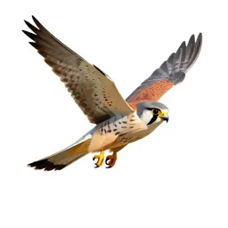Kestrel