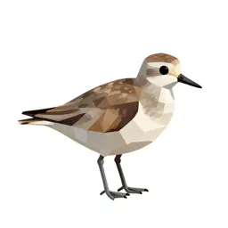Killdeer
