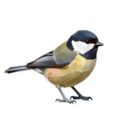 Kinglet