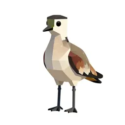 Lapwing