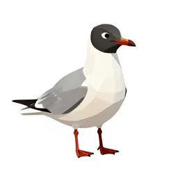 Laughing gull